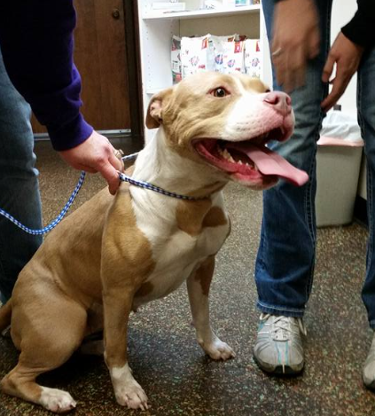 Mascoutah Animal Hospital gallery photo 6