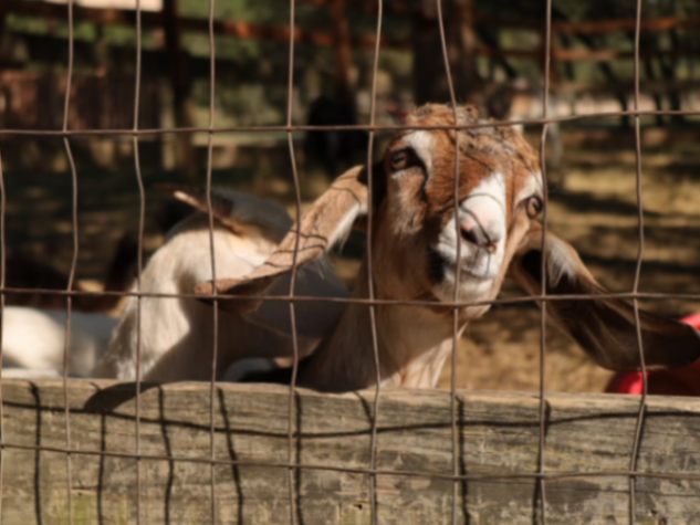 Rancho Cortez gallery photo 1