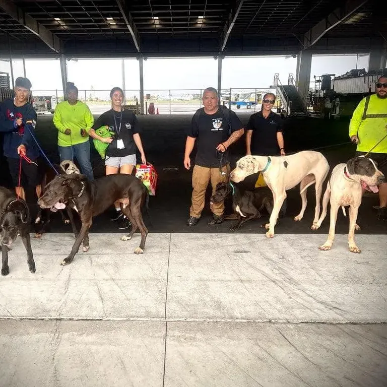 Dog Gone Taxi gallery photo 3