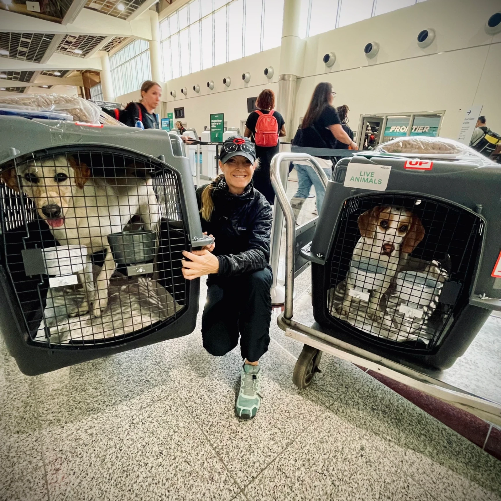 Dog Gone Taxi gallery photo 6