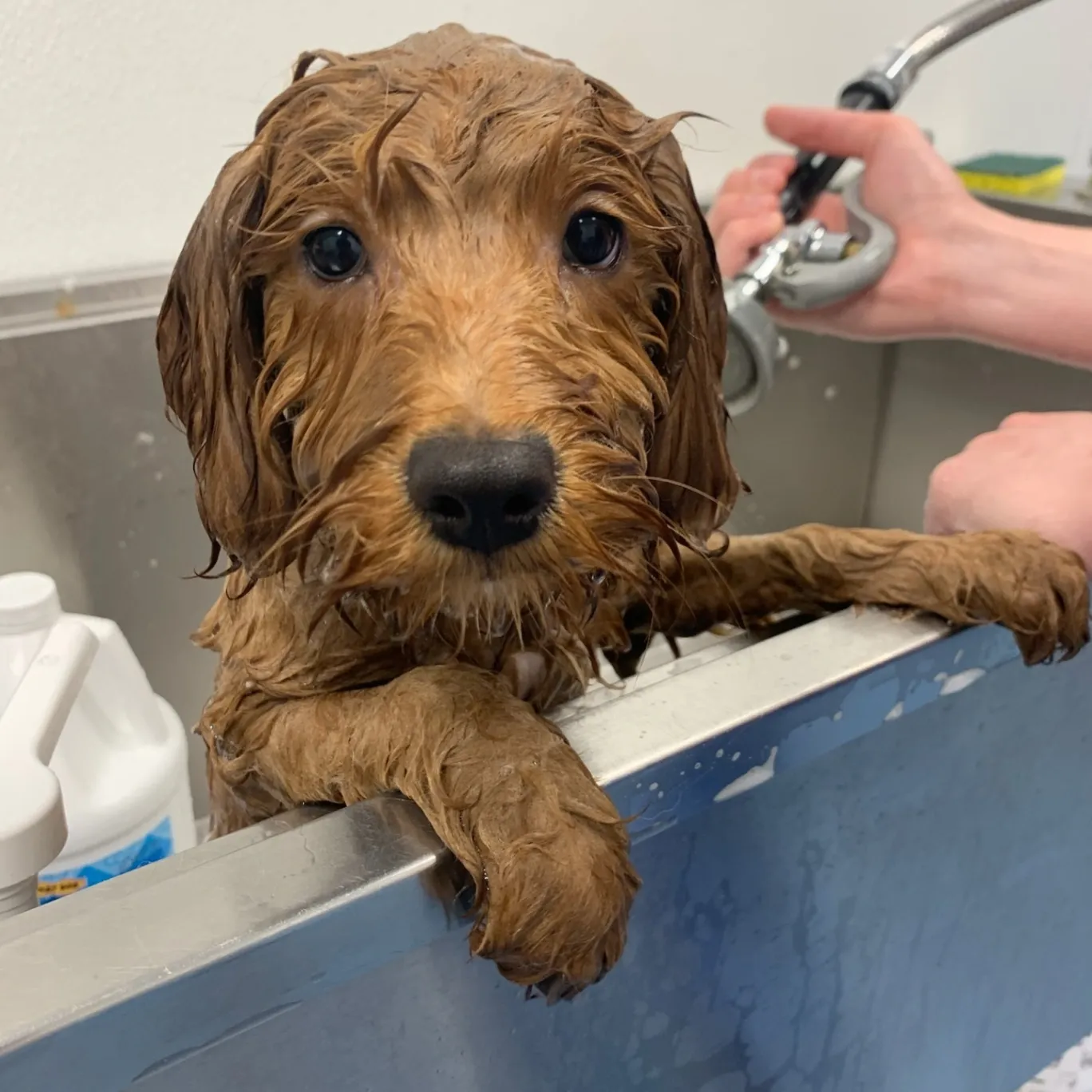 Viking Drive Veterinary Hospital Boarding and Grooming gallery photo 5