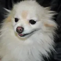 Hamlett Spay & Neuter Clinic gallery photo 6