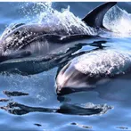 Wild Pacific Whale Watch gallery photo 2