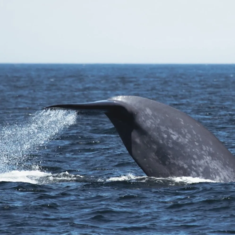 Wild Pacific Whale Watch gallery photo 4