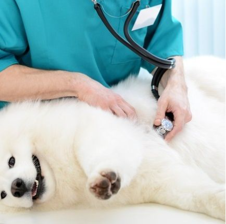 Smith Veterinary Hospital gallery photo 4